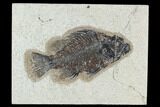 Bargain, Fossil Fish (Cockerellites) - Green River Formation #129626-1